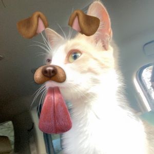 Meet your Posher, Tanya